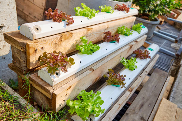 istock Hydroponics,Organic fresh harvested vegetables 1059206070
