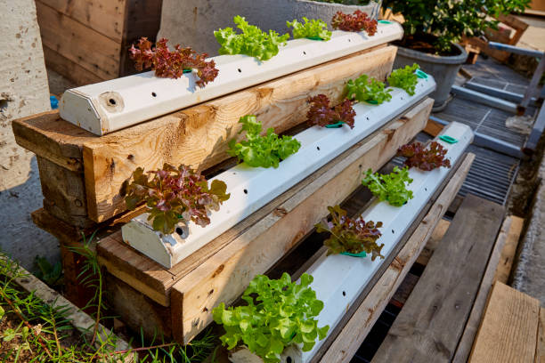 istock Hydroponics,Organic fresh harvested vegetables 1059206074