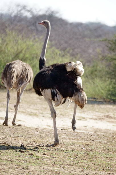 istock Common ostrich in the bush 1059206566