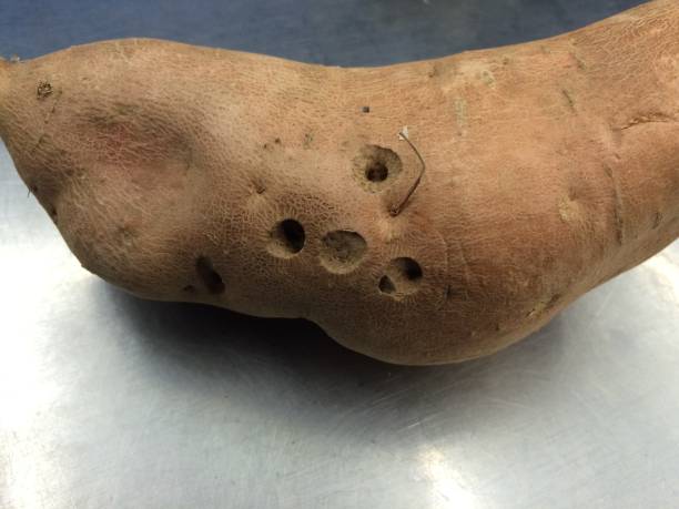 istock Surprised Sweet Potato 1059208716