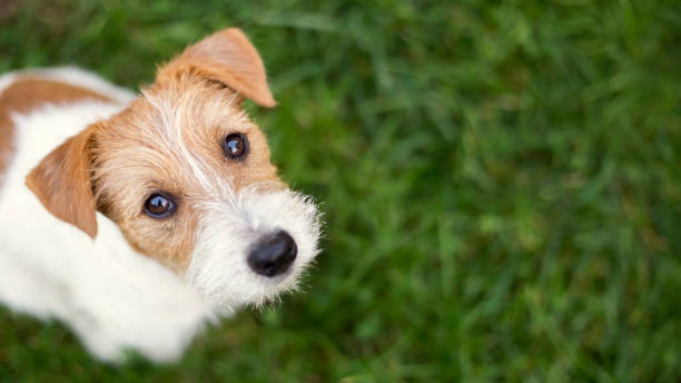 faccia da cane - simpatico cucciolo di animale domestico felice che guarda nell'erba - corso di addestramento foto e immagini stock