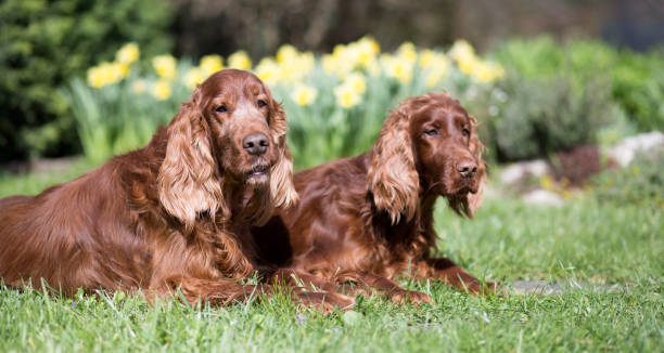 istock Friendship - beautiful dogs lying in the grass 1059211786