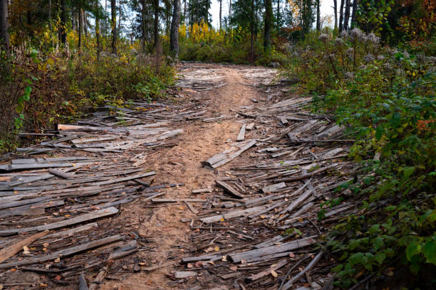 Autumn forest with different colors. Footpath with wood on the ground
