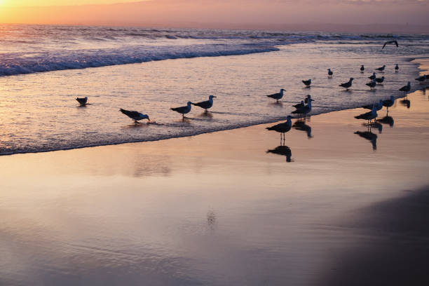 istock Seagulls at the Beach 1059214226