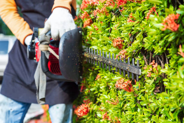 istock gerdener cutting and decorating garden 1059214768