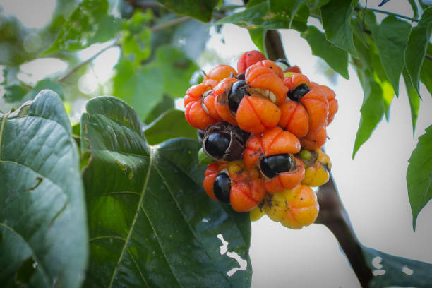 istock Guarana of the Amazon 1059217212
