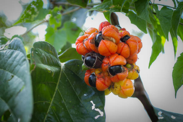istock Guarana of the Amazon 1059217338