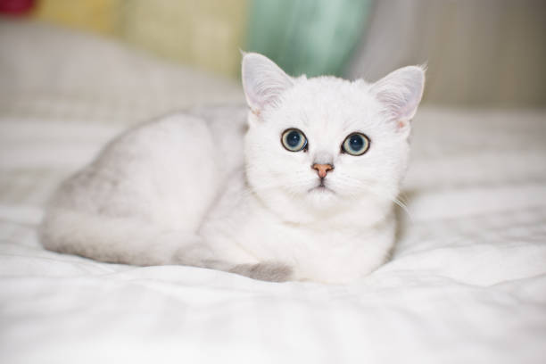 istock beautiful young cat breed Scottish chinchilla straight 1059223842