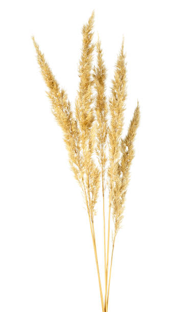 istock Spikelets of bulrush on a white background 1059224694