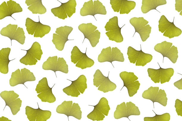 Ginkgo leaf, Ginkgo biloba, as a background