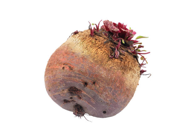 Beetroot on white background
