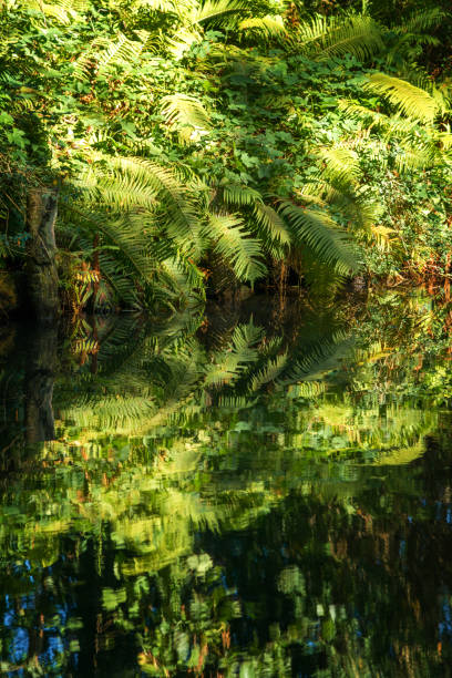 istock Spreewald - fern leafs mirroring in water 1059228636