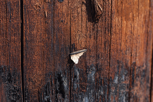 A close-up shot of a wooden telegraph pole with a single rusty staple over a ripped piece of paper and melted tar.