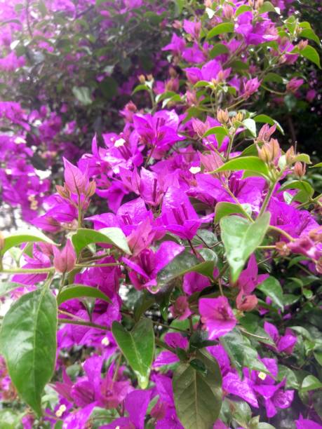 istock Beauty in Nature. 1059231776