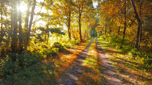 path through the forest in autumn in the evening light