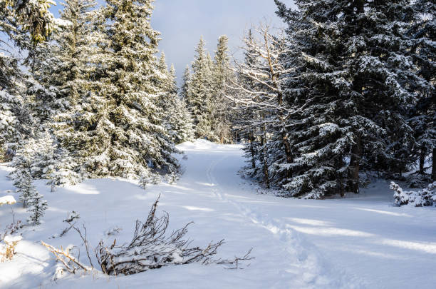 istock Footsteps in Fresh Deep Snow along a Forest Trail on a Winter Morning 1059233612