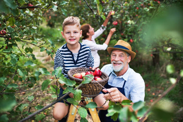 istock A small boy with his gradparents picking apples in orchard. 1059233884