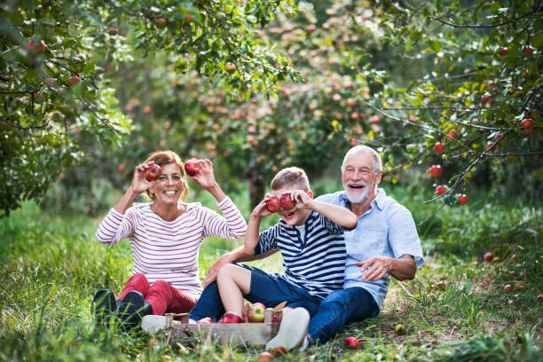 istock A senior couple with small grandson in apple orchard, having fun. 1059234004
