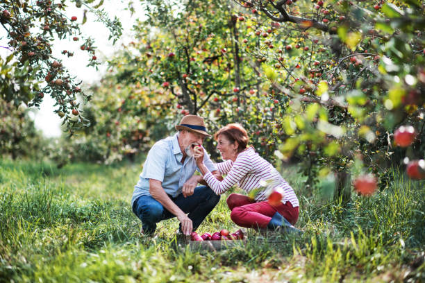 シニア カップル秋の果樹園でリンゴを選んで、楽しい時を過します。 - senior adult fun autumn senior couple ス��トックフォトと画像