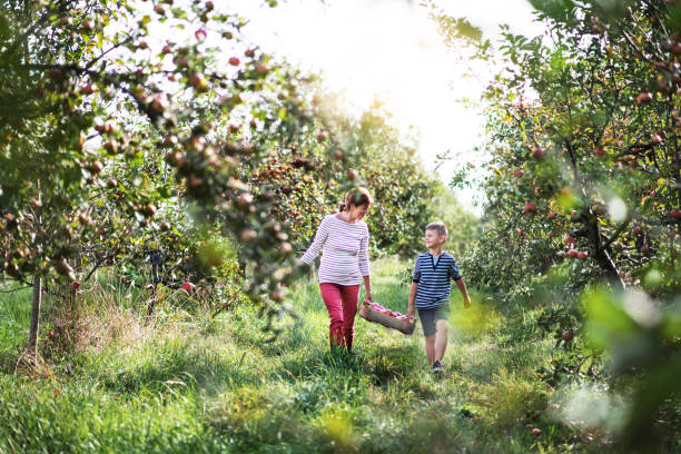 senior großmutter mit enkel tragen holzkiste mit äpfeln im obstgarten. - orchard stock-fotos und bilder