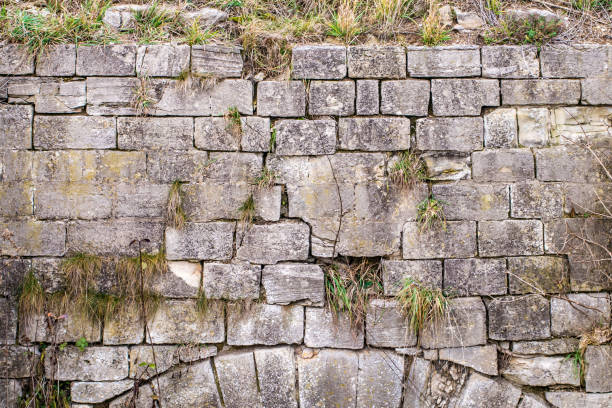 Old wall with cracks and wild plant growth