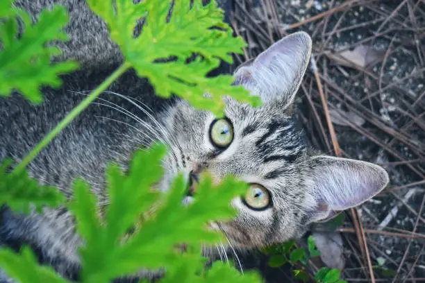 Kitty Cat hiding behind a plant