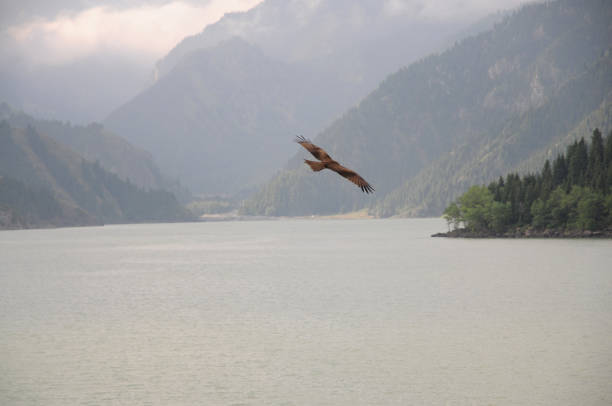 istock An eagle flying over the mountain lake. 1059238046