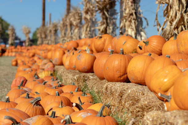 istock large pile of pumpkins 1059240234