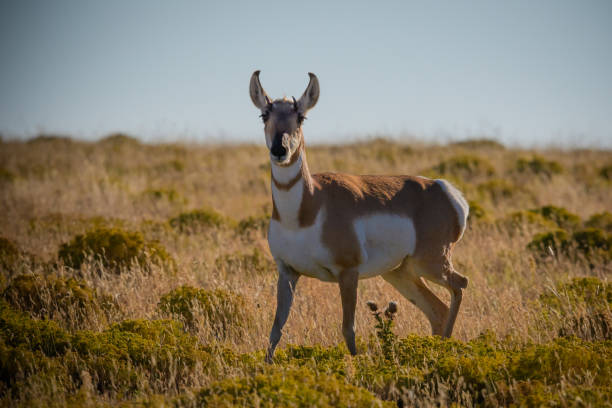 istock Pronghorn Antelope in the grass 1059240268