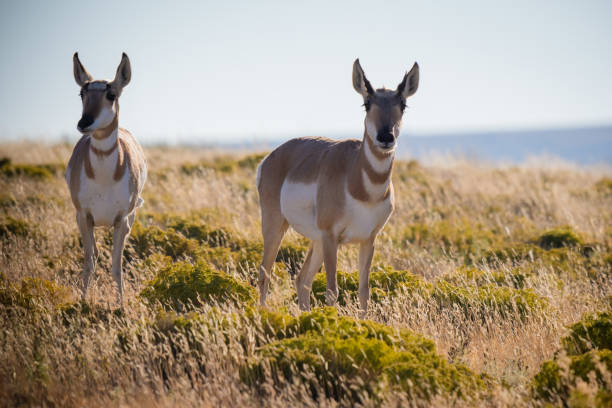 antilope d’amérique dans l’herbe - prairie grass southwest usa usa colorado photos et images de collection