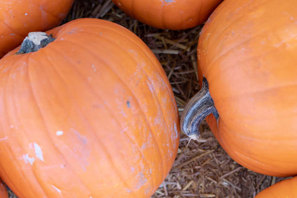 istock large pile of pumpkins 1059240344