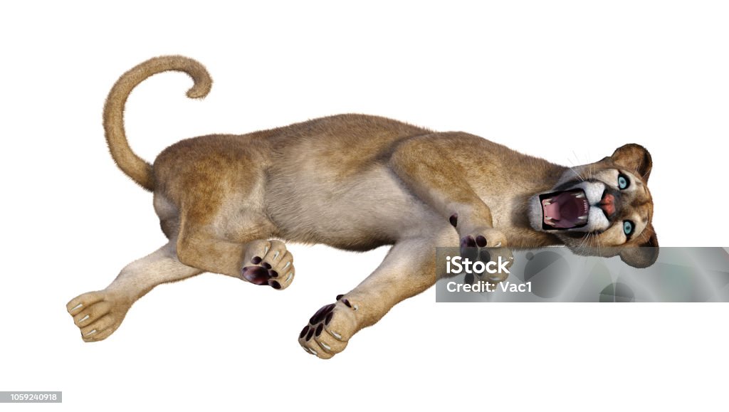3d Illustration Big Cat Puma On White Stock Photo - Download Image Now -  Animal, Animal Wildlife, Animals In The Wild - iStock