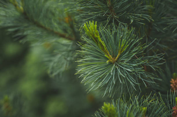 istock A branch of blue spruce close-up 1511. 1059241202