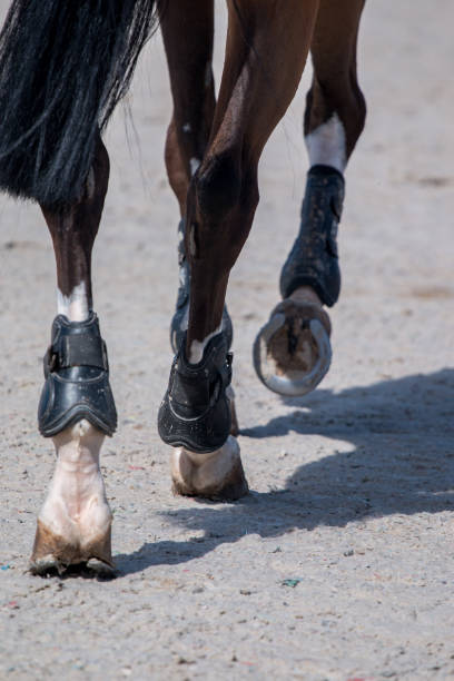 istock horse legs on dirt 1059244366
