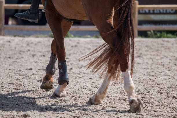 istock horse legs on dirt 1059244394