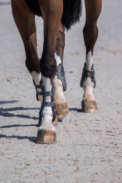 istock horse legs on dirt 1059244402