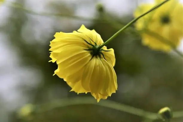 Starship flower,yellow color