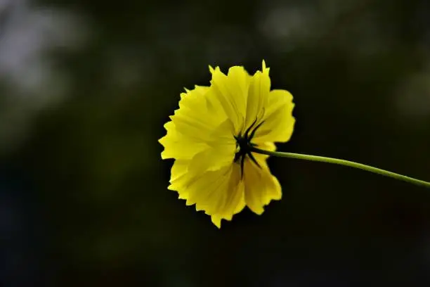 Starship flower,yellow color