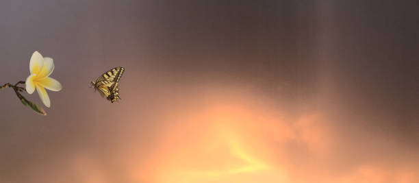 istock Frangipani plumeria flower and butterfly at sunset 1059247408