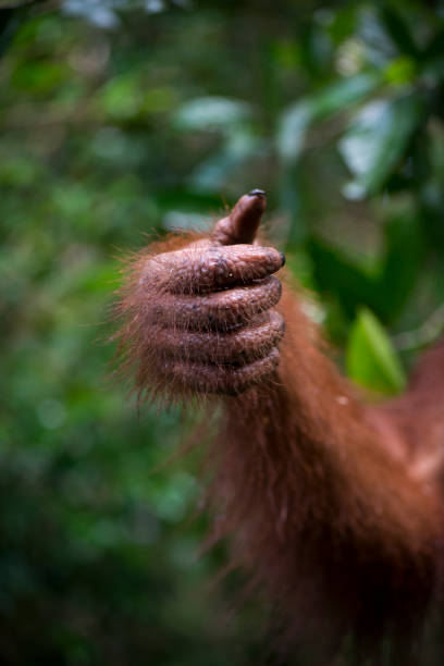 Close-up of an orangutan's hand and arm in the wild at Tanjung Puting National Park in Indonesia's Kalimantan province.