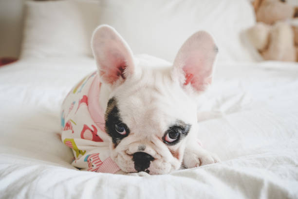 8 wochen alt pied französische bulldogge welpen tragenden pyjamas im bett liegend - dog puppy lying down looking at camera stock-fotos und bilder