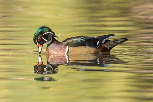 istock Wood duck has bill touching water. 1059248870