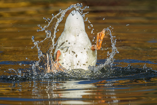 A white duck makes a splash while diving for food at Cannon Hill Park in Spokane, Washington.