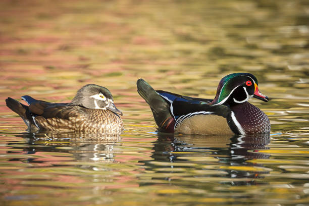 istock Wood duck couple in water. 1059248950