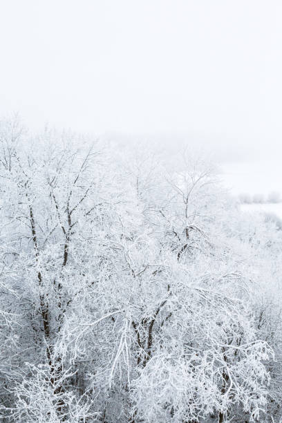 istock Trees with hoarfrost in the woods with mist 1059251458