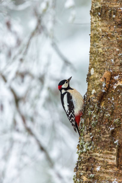 istock Great Spotted Woodpecker on the tree trunk 1059251520