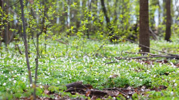 istock Wild Anemone flowers in the spring forest. Latvia 1059251524