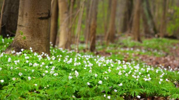 istock Wild Anemone flowers in the spring forest. Latvia 1059251528