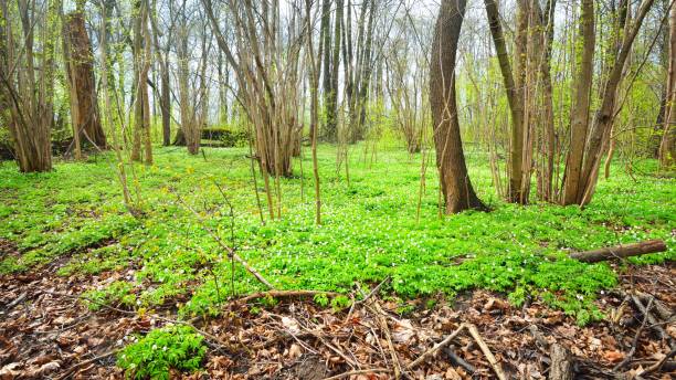 istock Wild Anemone flowers in the spring forest. Latvia 1059251550