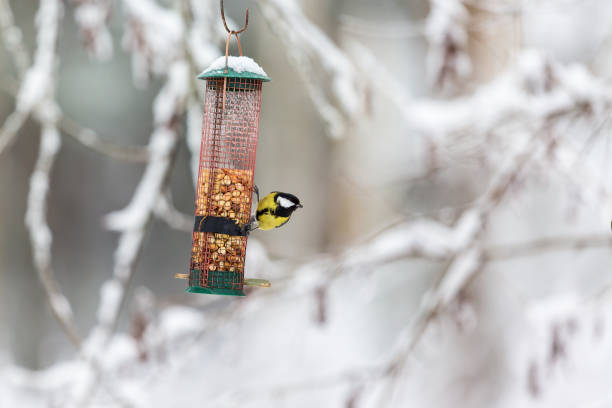 istock Great tit at a bird feeder in the garden 1059251560